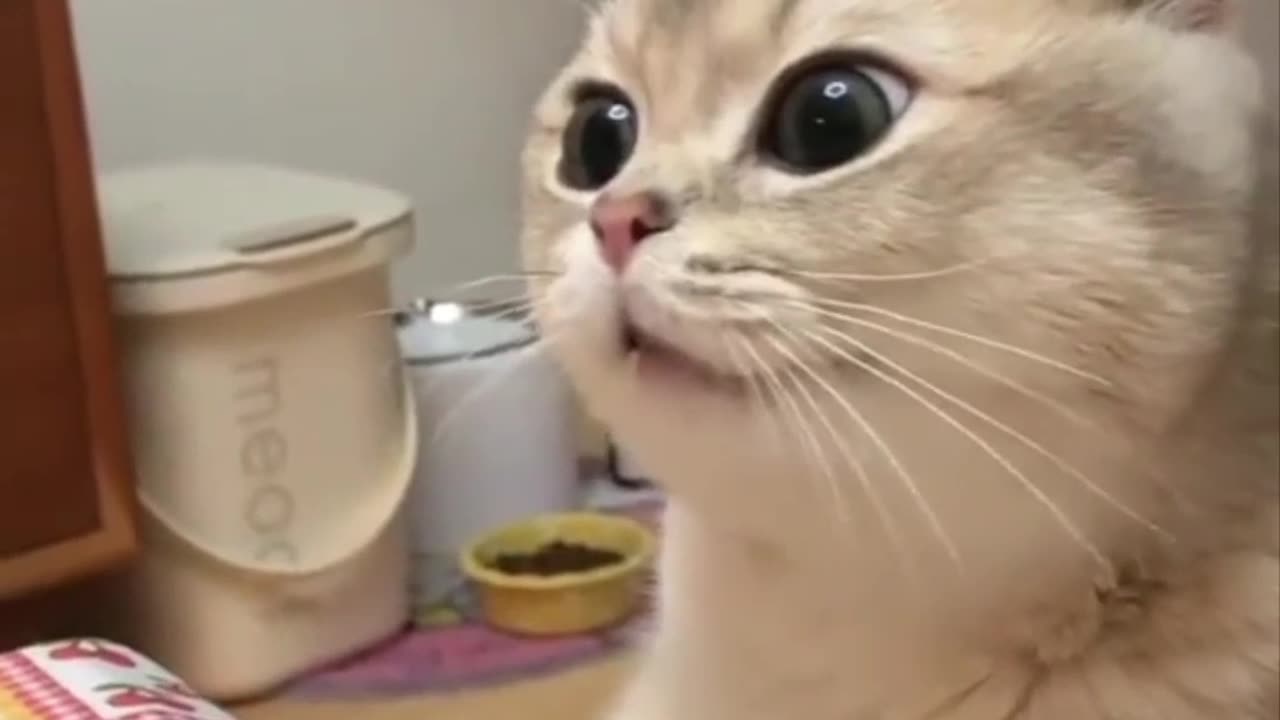 Cute cats funny moments