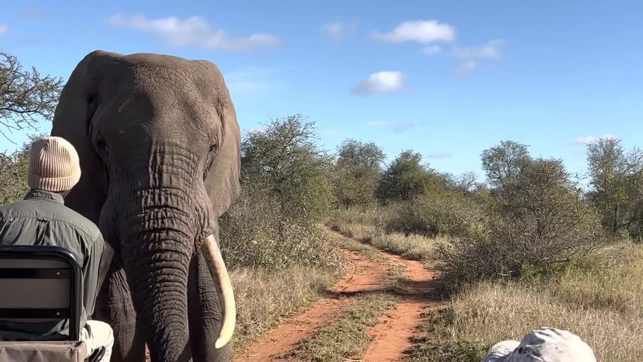 Giant African elephant challenges safari tracker