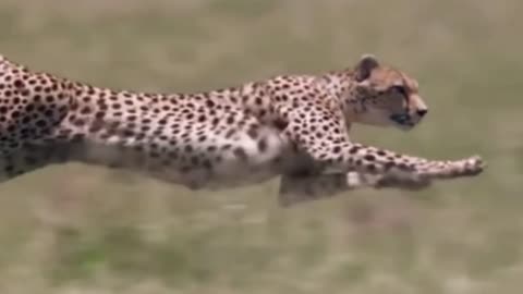 Cheetah in full speed 😱