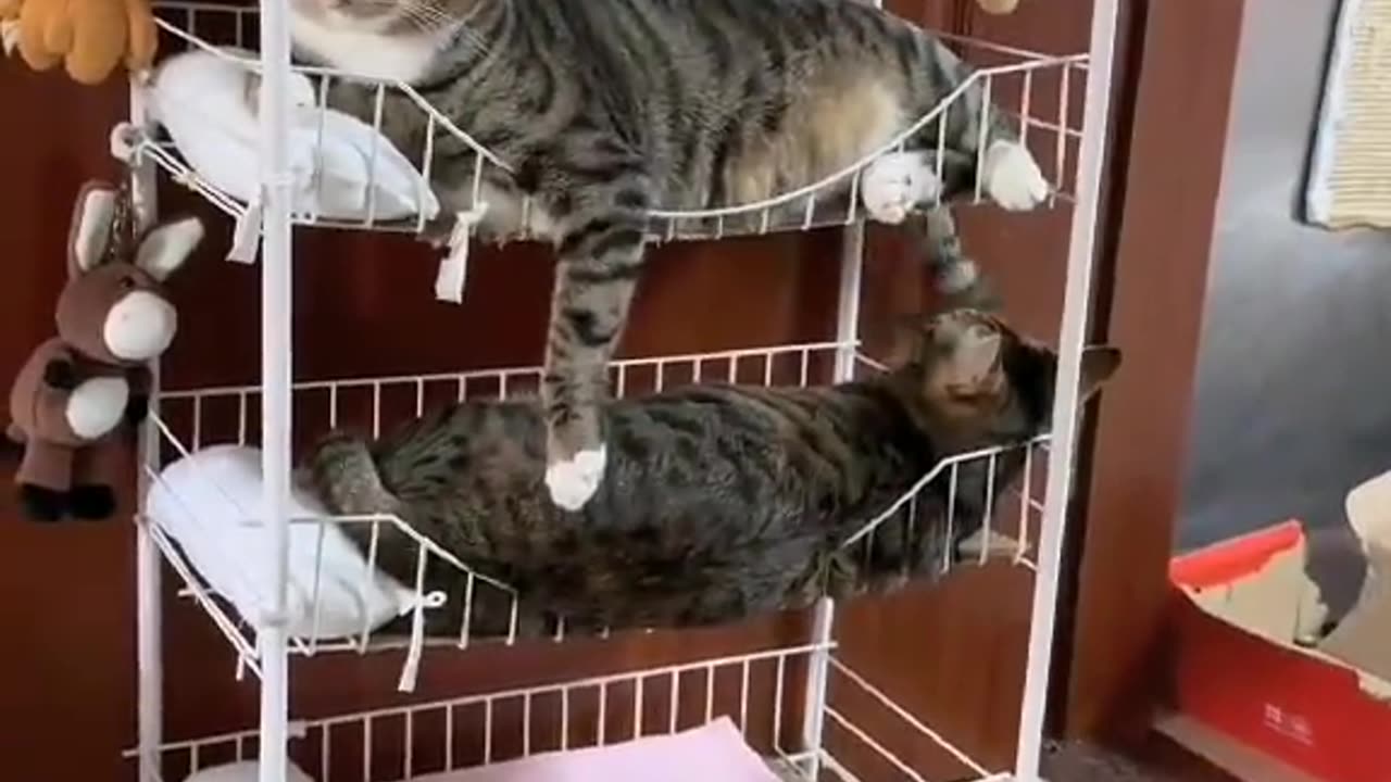 cute cat beautiful cats #funny #funny animals video