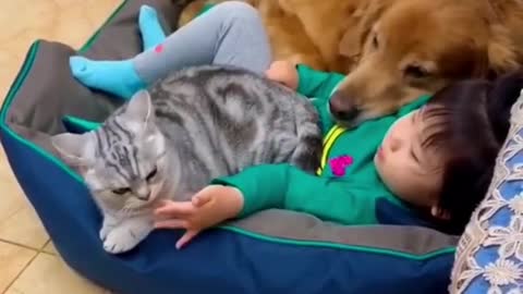 Cat and dog fun baby