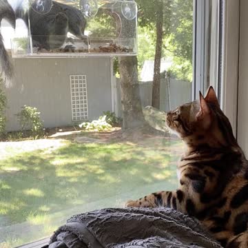 Cat Goes Crazy When Squirrel Invades Bird Feeder