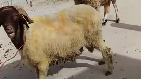 Sheep on the roof of the house