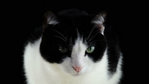 Pussy cat. Love cat.lovely cat
