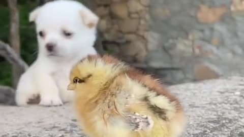 The dog can't stand still and shoot the chicken