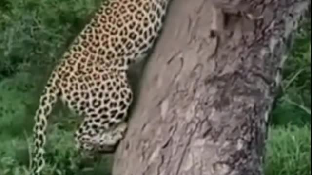 The cheetah has hunted for food
