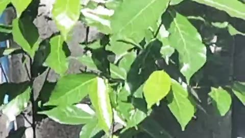 Cherry laurel