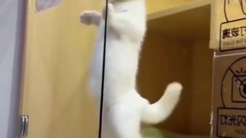 Funny Cat Dancing 😂😍🐱 #cats #funny #rumble