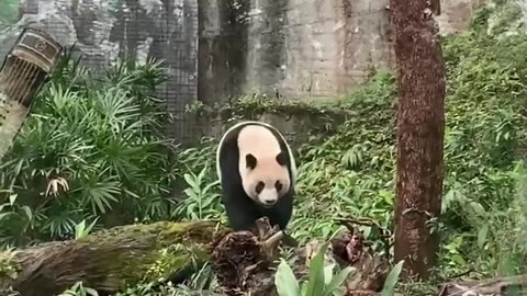 Baby panda playing video