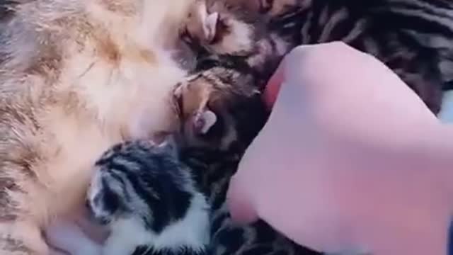 cute cat with babies