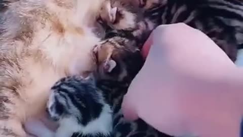 cute cat with babies