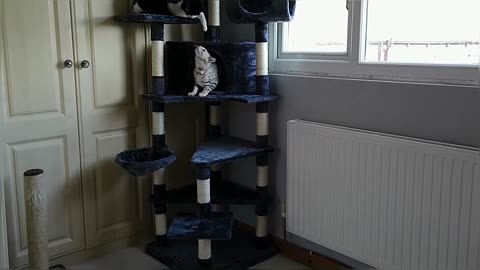 Bengal Kittens React To New Cat Tree