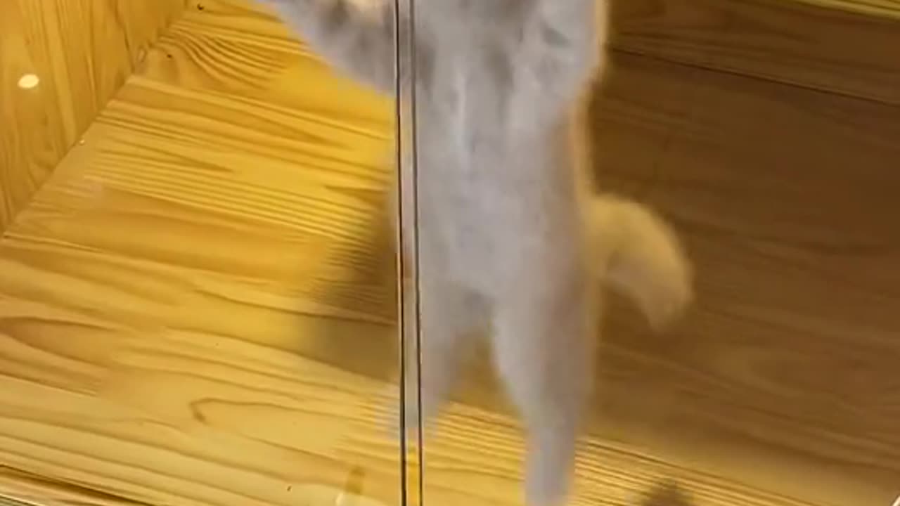 Happy Cat Funny Moments!