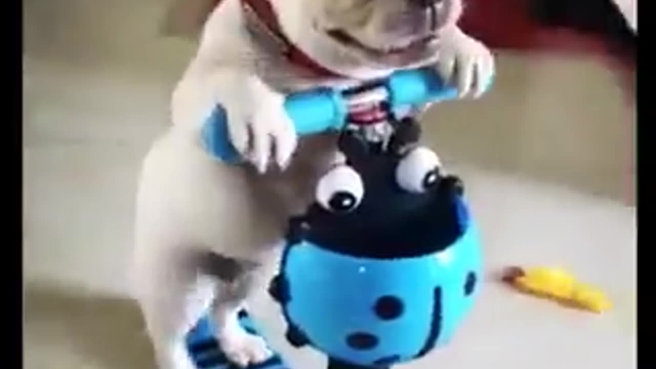 My favorite toy