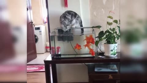 funny cute cat videos