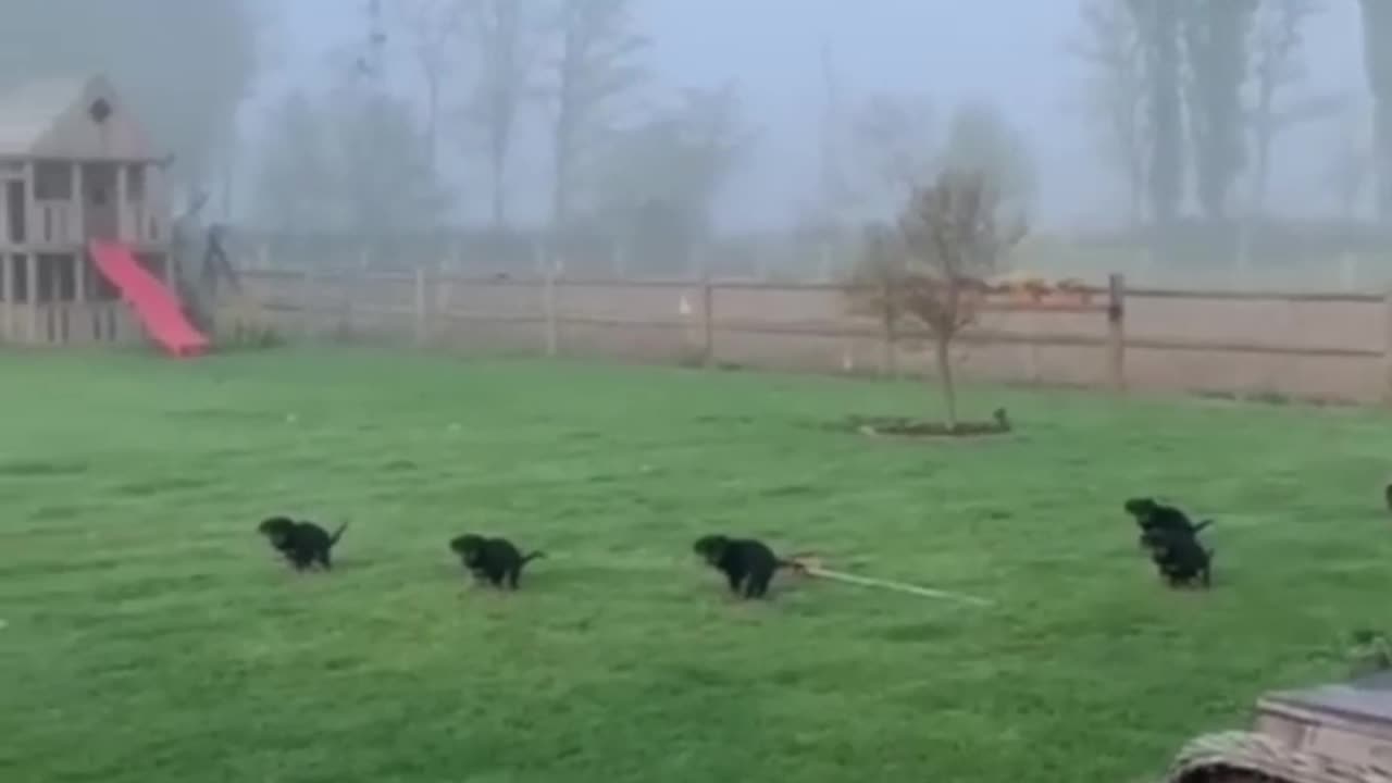 Funny animal video 2023❤️Short video