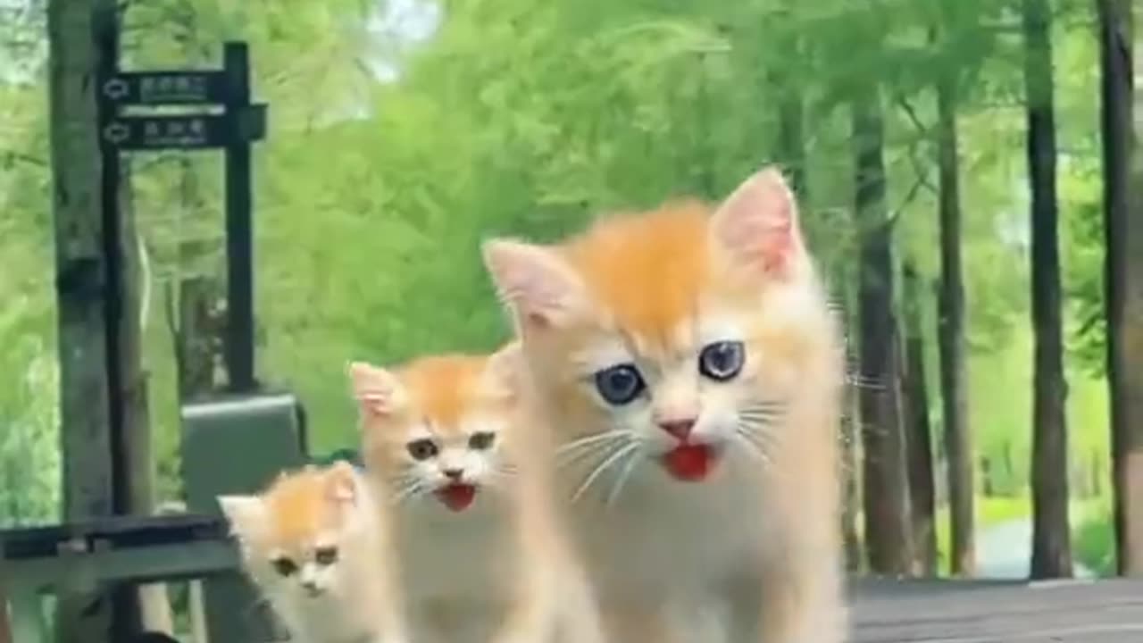 A Cat