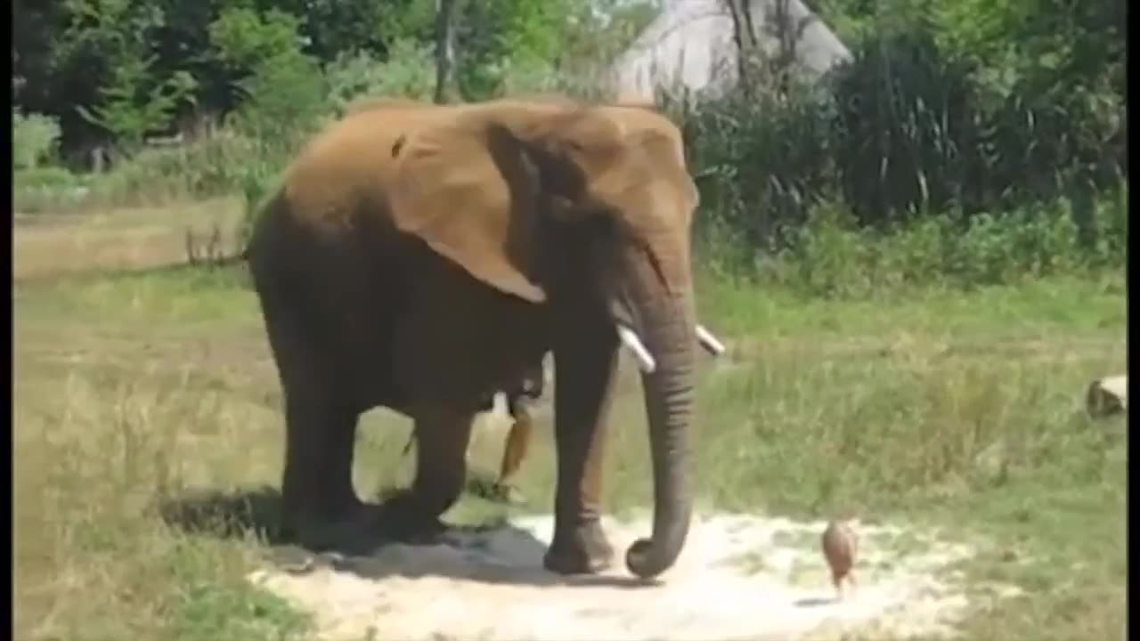 Elephant Kicks Football