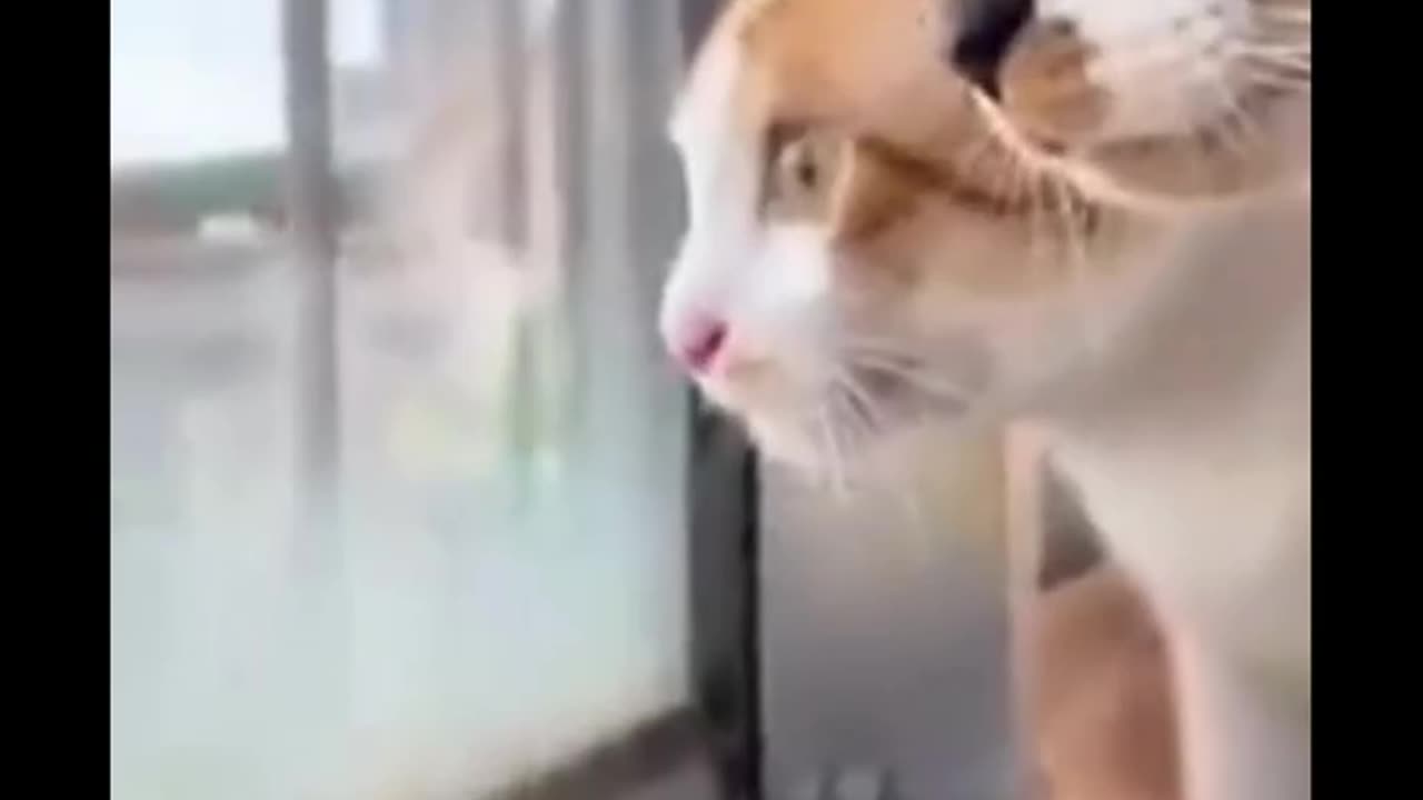 Funny animals in dogs cats shorts for video creater please like