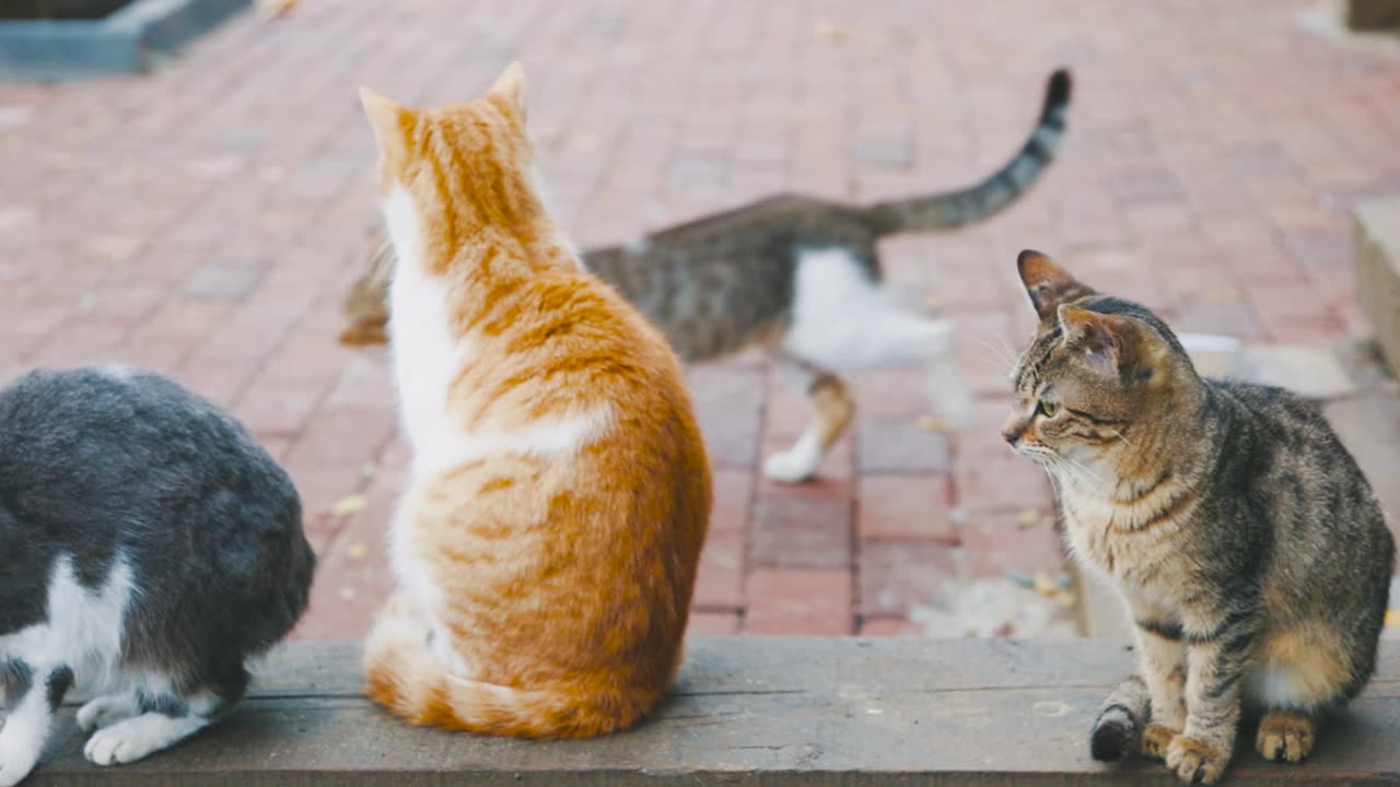 Cat short video 😍😺