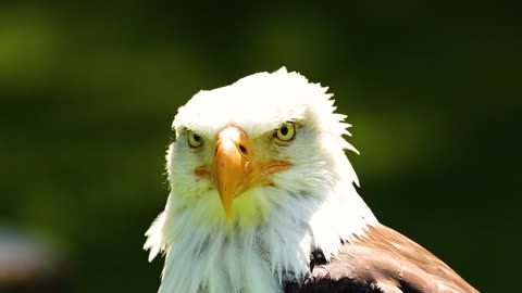 Beautiful scenes of the eagle