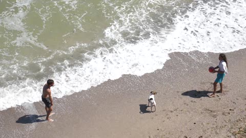 Summer Beach Sea with dog video