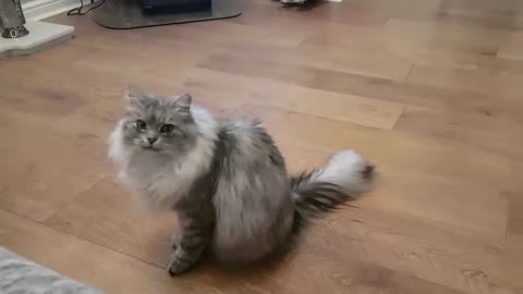 Siberian cat does back flips when instructed