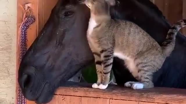 Cat and horse together beautiful moment