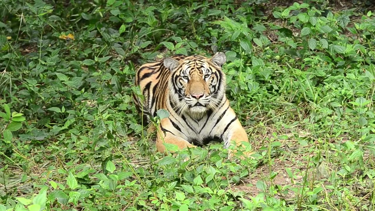 Tiger Showdown: Raw Wildlife Encounter in the Untamed Jungle