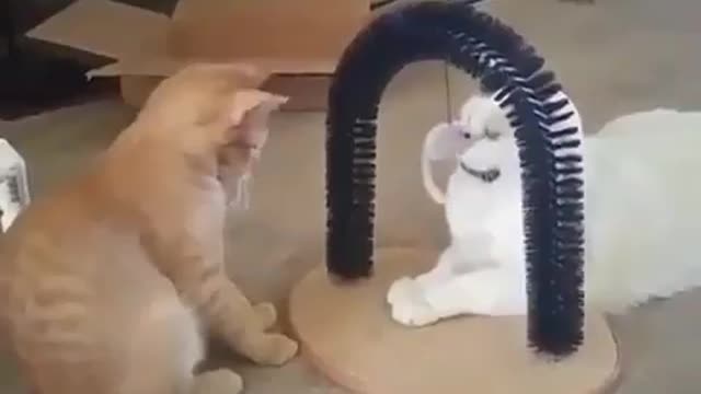 A cat attacked by a rat