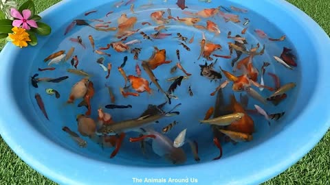 Tiger_Barb_Loach_PingPong_Pearl_Scale_Goldfish_Halfmoon_Betta_Fish_Guppy_Molly_Cute_Animals_Videos