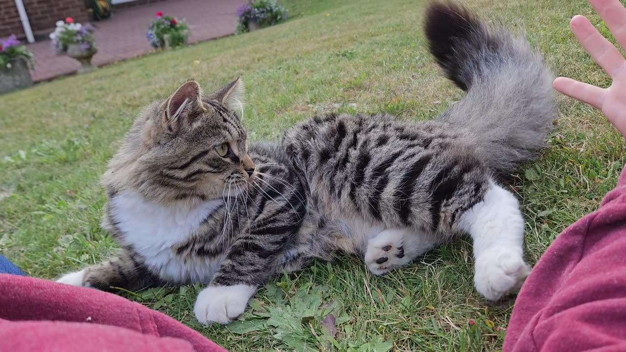 Adorable cat pounces on owner and attacks