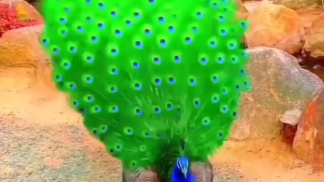 Peacock beauty