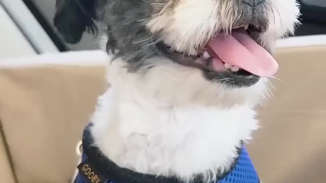 Old Matted Stray Dog Gets A Haircut And Turns Out To Be A Puppy _ The Dodo