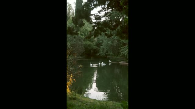 Extreme Long Shot of Swans in a Pond