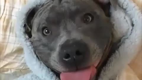 The best Pitbulls having a cuteness attack! EP02. Funny PitBulls Compilation