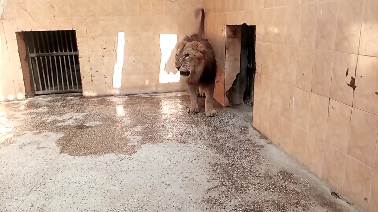 Stupid Zoo Keeper Enraging The Lion