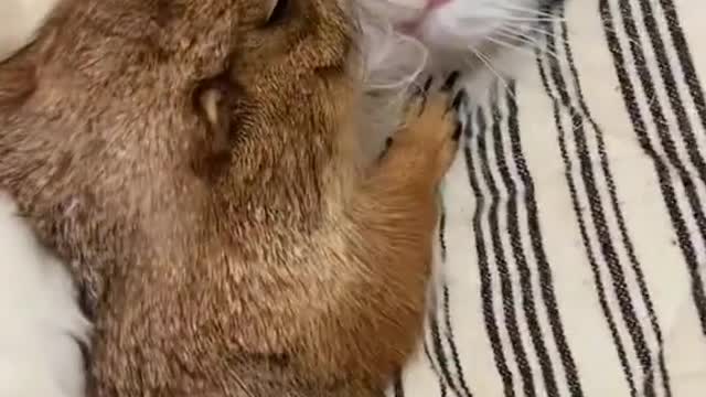 Cat wanted to sleep with hamster 🐹