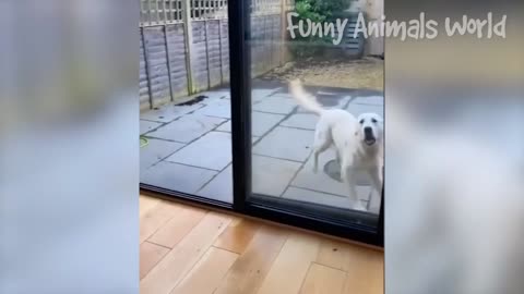 Funny Animals Videos 2023 😂 Best Funny Cats and Dogs 😺🐶 - Do Not Laugh 😂😂