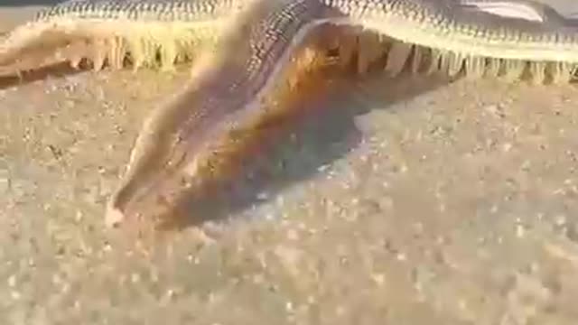 Starfish walking on the beach