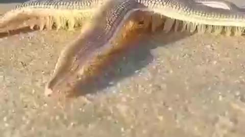 Starfish walking on the beach