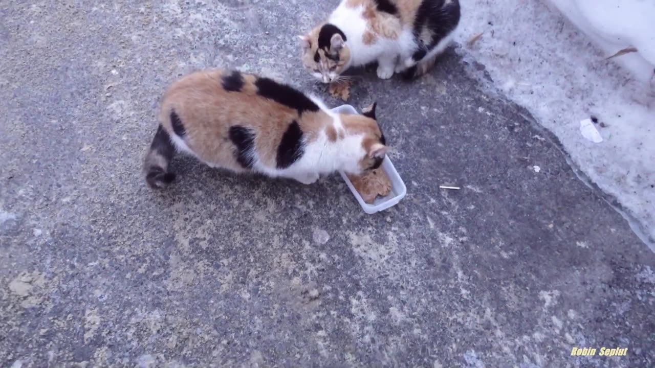 Calico kittens is sisters in the snow