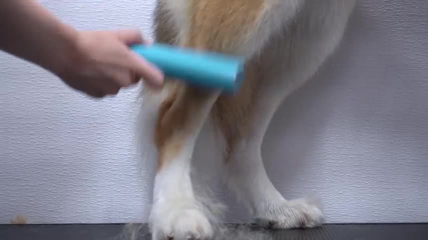 Odd little tap dancing Husky