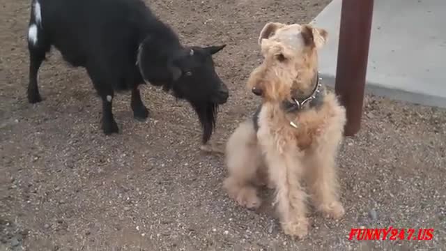 Cute Puppy Goat Compilation