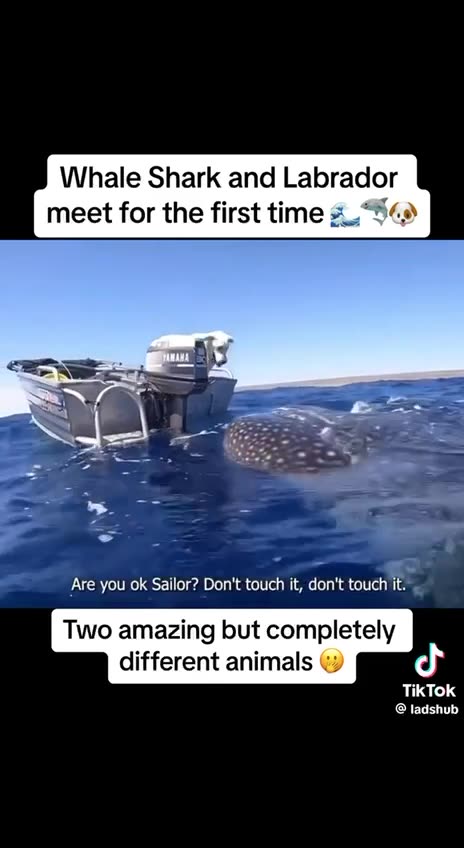 Land animal touch sea animal. 💜🤗💜