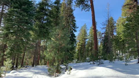Conflicting Trail Markers – Ochoco National Forest – Bandit Springs Sno-Park – Central Oregon – 4K