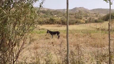 krycie koni zimnokrwistych sokólskish sakol animal.videos Animals planet team pet's