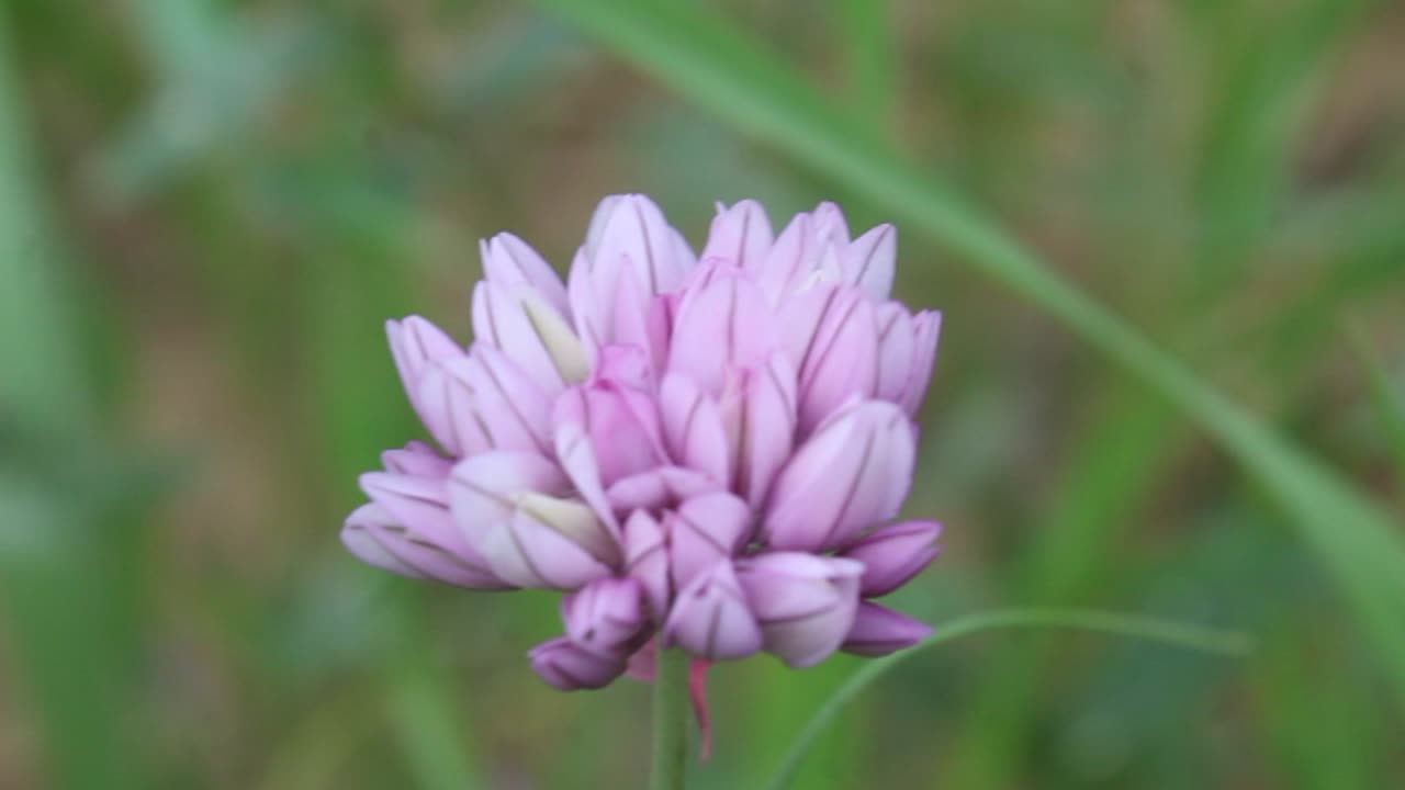 Flower In summer