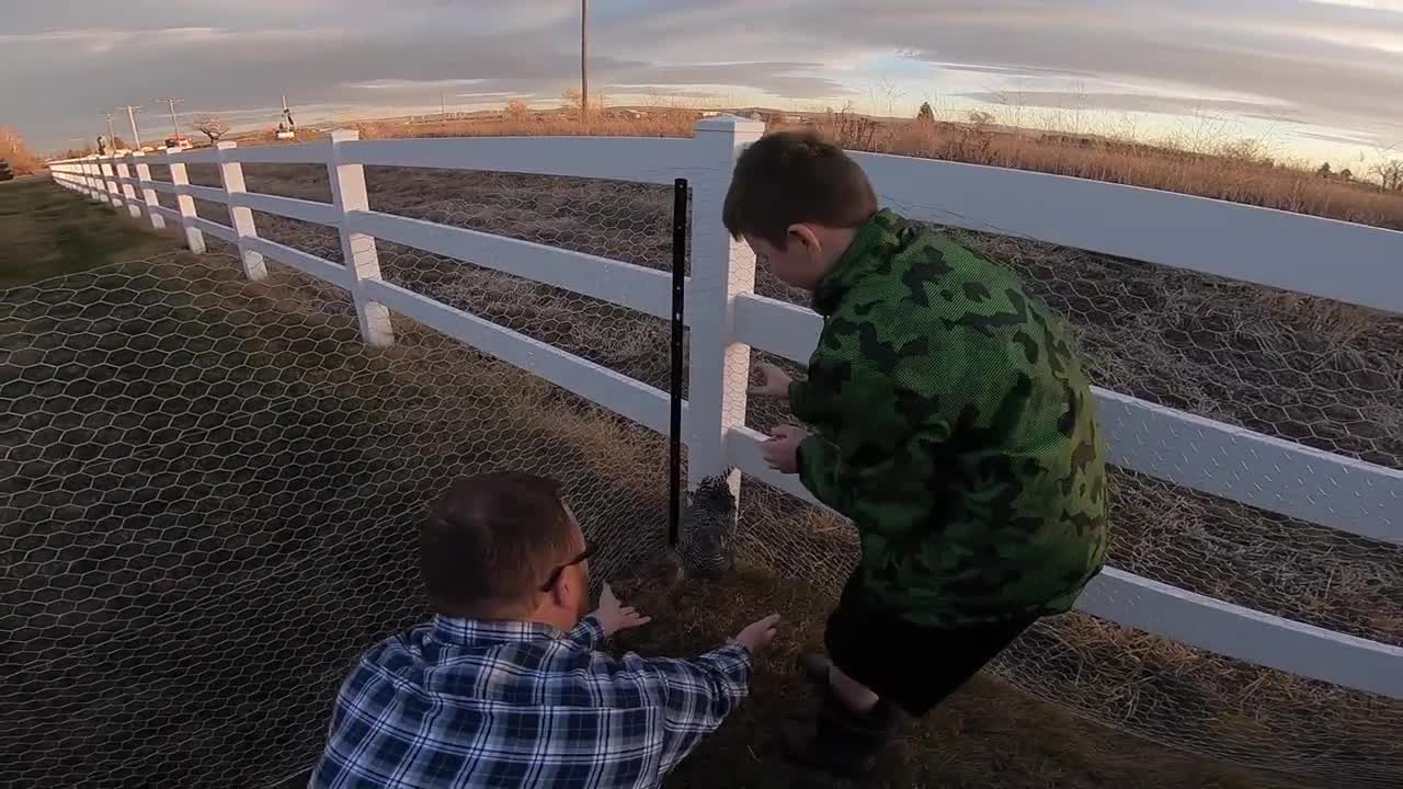 Kaleb Kind of Catches His First Chicken, the Chicken Faceplants