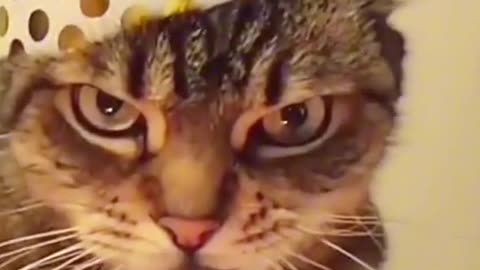 Cats funny moments capilation